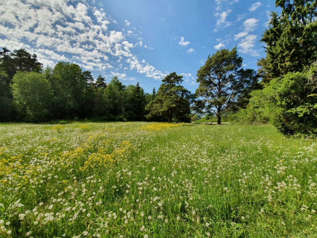 Wiese mit Sommerblumen, blauer Himmel mit Schäfchenwolken